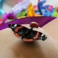 Butterflycp